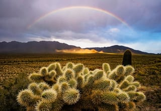 The Wilderness Calls