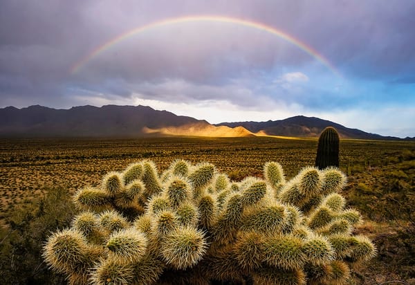 The Wilderness Calls